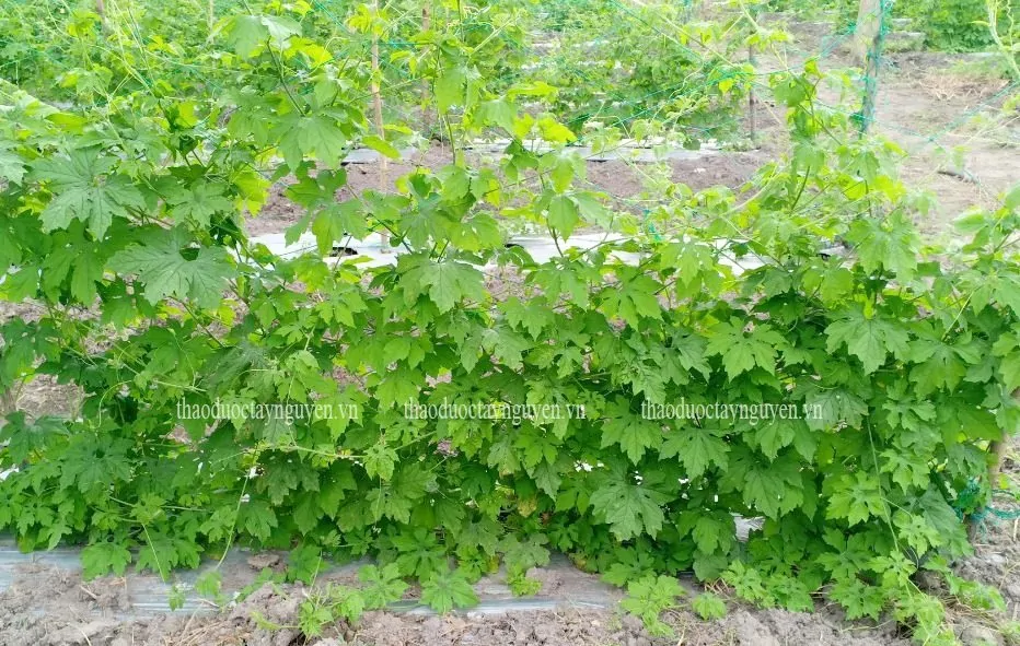 Công dụng tuyệt vời của khổ qua rừng đối với sức khỏe Khổ qua rừng từ lâu đã được biết đến nhiều trong mỗi bữa cơm gia đình. Ngoài ra, đây được coi là thảo dược từ thiên nhiên cực kỳ có lợi cho sức khỏe. Cùng tìm hiểu công dụng tuyệt vời của khổ qua rừng trong bài viết sau đây.