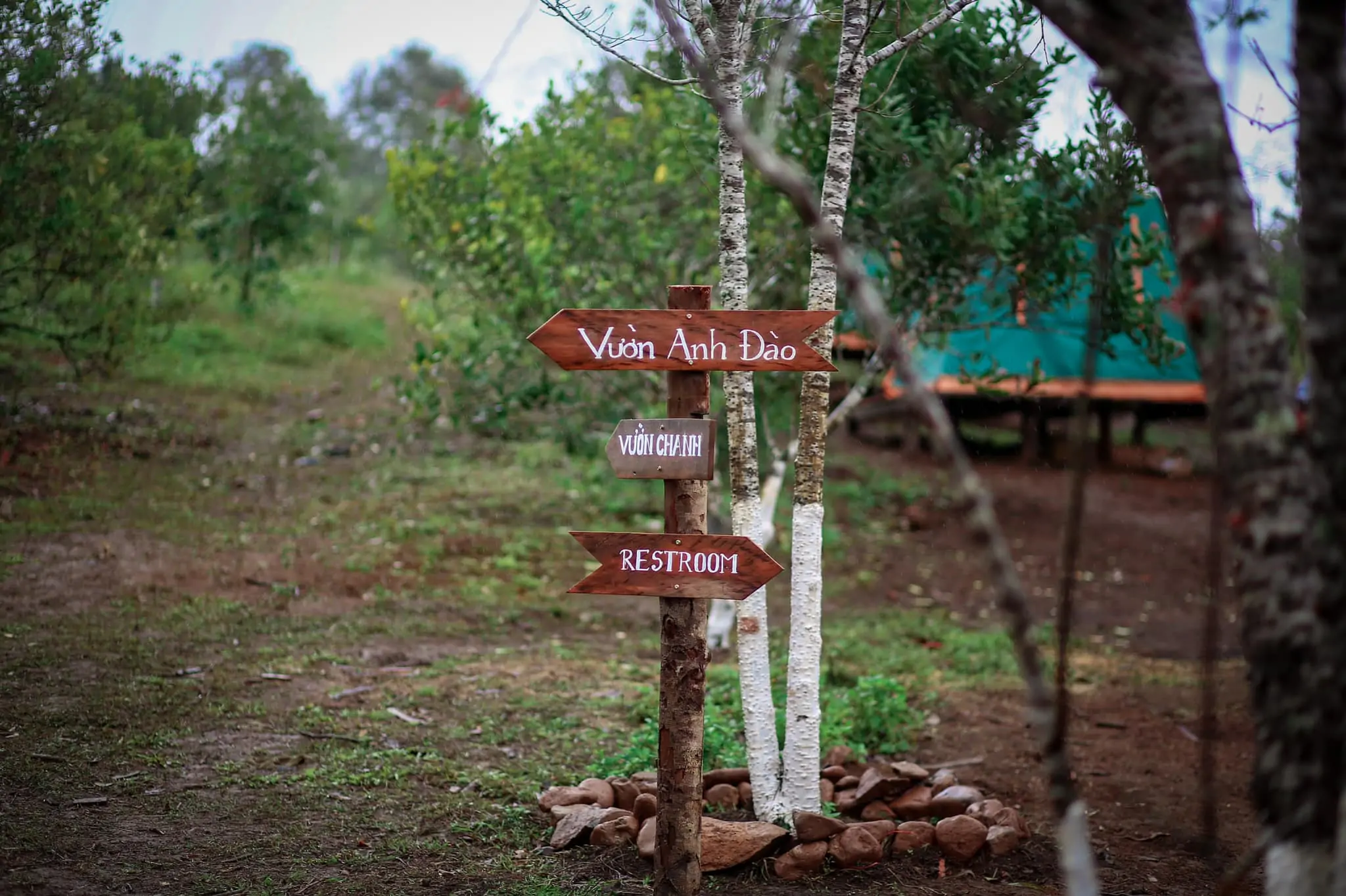 Một farm coffee mới mở ở Măng Đen rất chi là dễ thương: Sóc Farm coffee 2 Một farm coffee mới mở ở Măng Đen rất chi là dễ thương: Sóc Farm coffee Một farm coffee mới mở ở Măng Đen rất chi là dễ thương ❤️. Đ/c: Sóc Farm coffee khu 37 hộ (ad để link google map ở bên dưới cmt nhé)#mangden#groupmangden