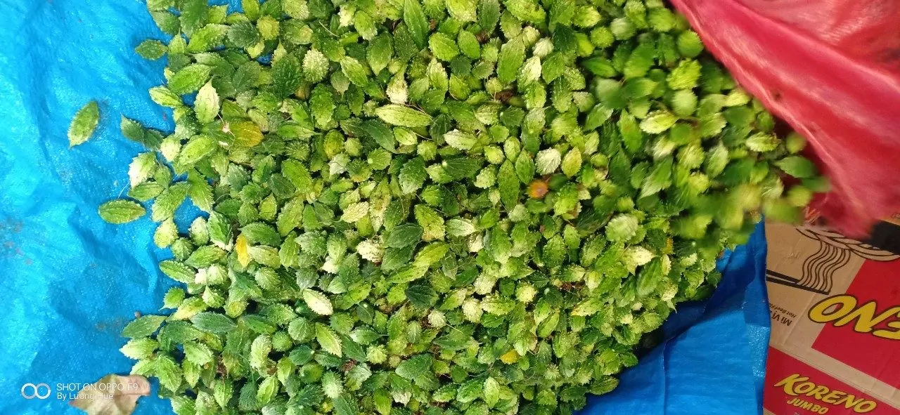 Công dụng tuyệt vời của khổ qua rừng đối với sức khỏe Khổ qua rừng từ lâu đã được biết đến nhiều trong mỗi bữa cơm gia đình. Ngoài ra, đây được coi là thảo dược từ thiên nhiên cực kỳ có lợi cho sức khỏe. Cùng tìm hiểu công dụng tuyệt vời của khổ qua rừng trong bài viết sau đây.