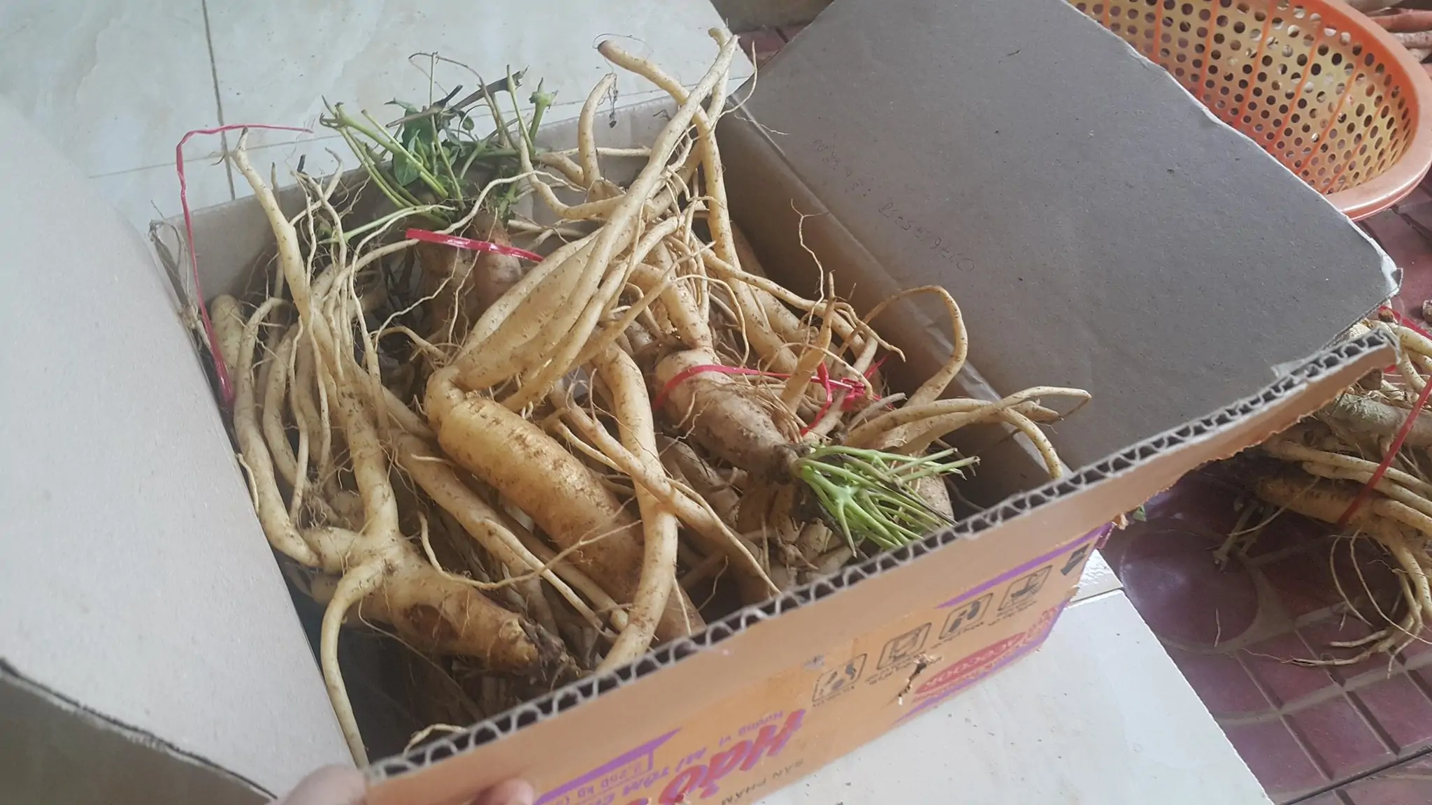 Đặc sản Kon Tum nổi tiếng – sâm dây Ngọc Linh 1 Đặc sản Kon Tum nổi tiếng – sâm dây Ngọc Linh Sâm dây Ngọc Linh từ lâu đã là đặc sản kon tum nổi tiếng được nhiều du khách lựa chọn khi ghé đến phố núi Kon Tum. Hiện nay, sâm dây Ngọc Linh tại Kon Tum đang được chế biến thành nhiều sản phẩm khác nhau. Trong số đó, sâm dây Ngọc Linh của Thảo Dược Tây Nguyên được xem là đặc sản Kon Tum nổi tiếng đáng mua để làm quà nhất.