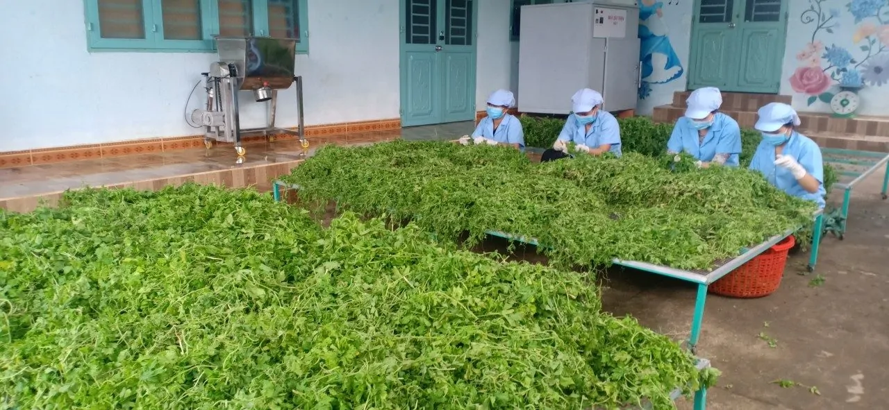 Uống Trà khổ qua rừng đúng cách để bảo vệ sức khỏe, hỗ trợ điều trị bệnh Khổ qua rừng đã được y học công nhận có rất nhiều tác dụng tốt cho sức khỏe. Uống trà khổ qua rừng không chỉ giúp làm mát cơ thể mà còn có khả năng giảm cân, trị mụn, hạ huyết áp, giảm mỡ máu, ổn định đường huyết cùng nhiều công dụng tuyệt vời khác. Tuy nhiên, nó chỉ tốt khi bạn biết cách dùng và dùng đúng liều lượng.